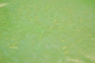 Preview: Hollogrammstoff 189-48 neon-grün