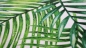 Preview: Palmenstoff Blätterstoff Palmenblatt Palmenblätter Outdoor, tefonbeschichtet, Teflonbeschichtung, Dralon, Outdoorstoff für den Außenbereich, Balkon, Terrasse, Garten, Sitzpolsterstoff, Auflagenstoff, Stoff für Liegenauflagen, Kissen, Vorhänge, Bootsstoff,