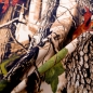 Preview: bedruckter Softshell mit Waldmotiv Stoff Softshell Design Hunter Wald Blätter Bäume Softshell mit Wald Wald Softshell Baum Softhell