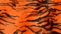 Preview: oranges Fellimitat Tiger Tigger orange  Tigerkunstfell Kunstfell Tigerstreifen Fellstoff mit Tigermuster gelb orange pink rot grün blau